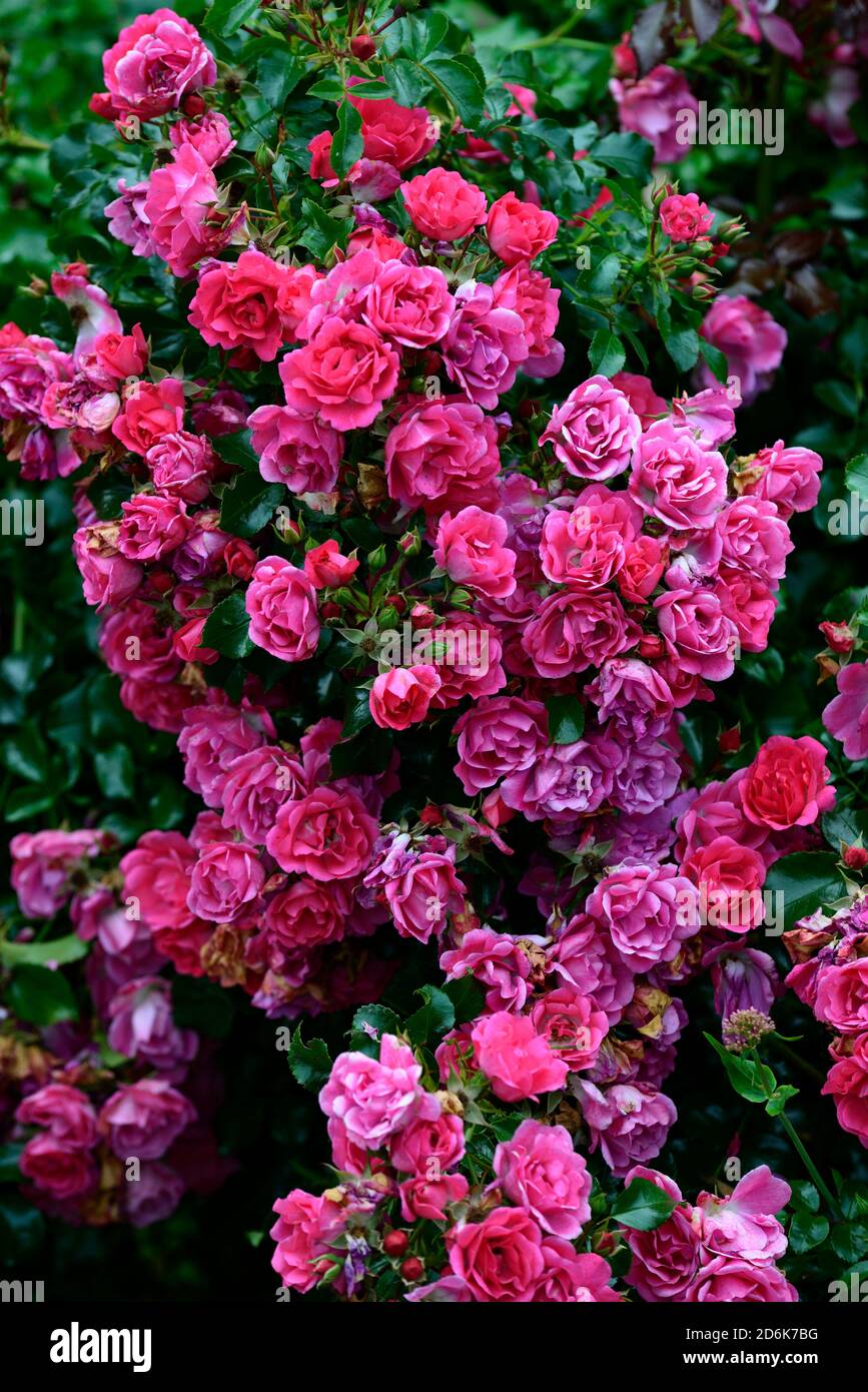 Carpet garden flowers hires stock photography and images Alamy