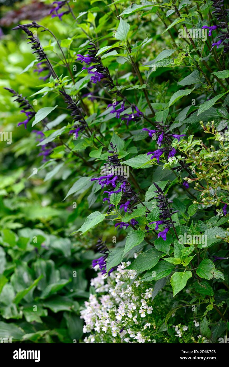 salvia amistad,purple,sage,sages,flower,flowers,flowering,tender,perennial,bed,border,display