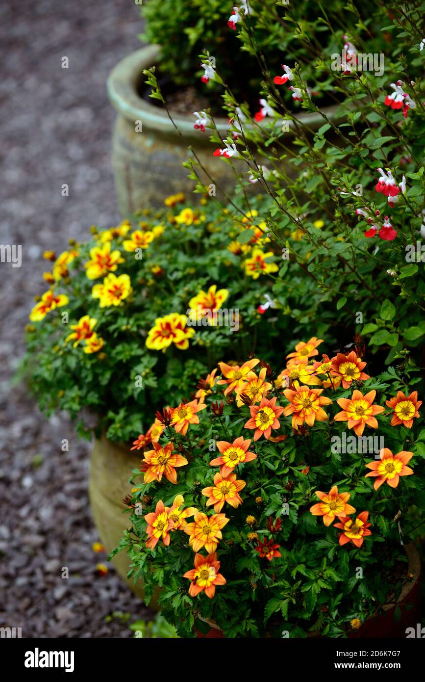Bedding plants hires stock photography and images Alamy