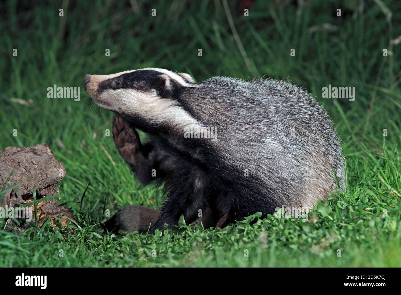 BADGER (Meles meles) scratching whilst out foraging, Scotland, UK. Stock Photo
