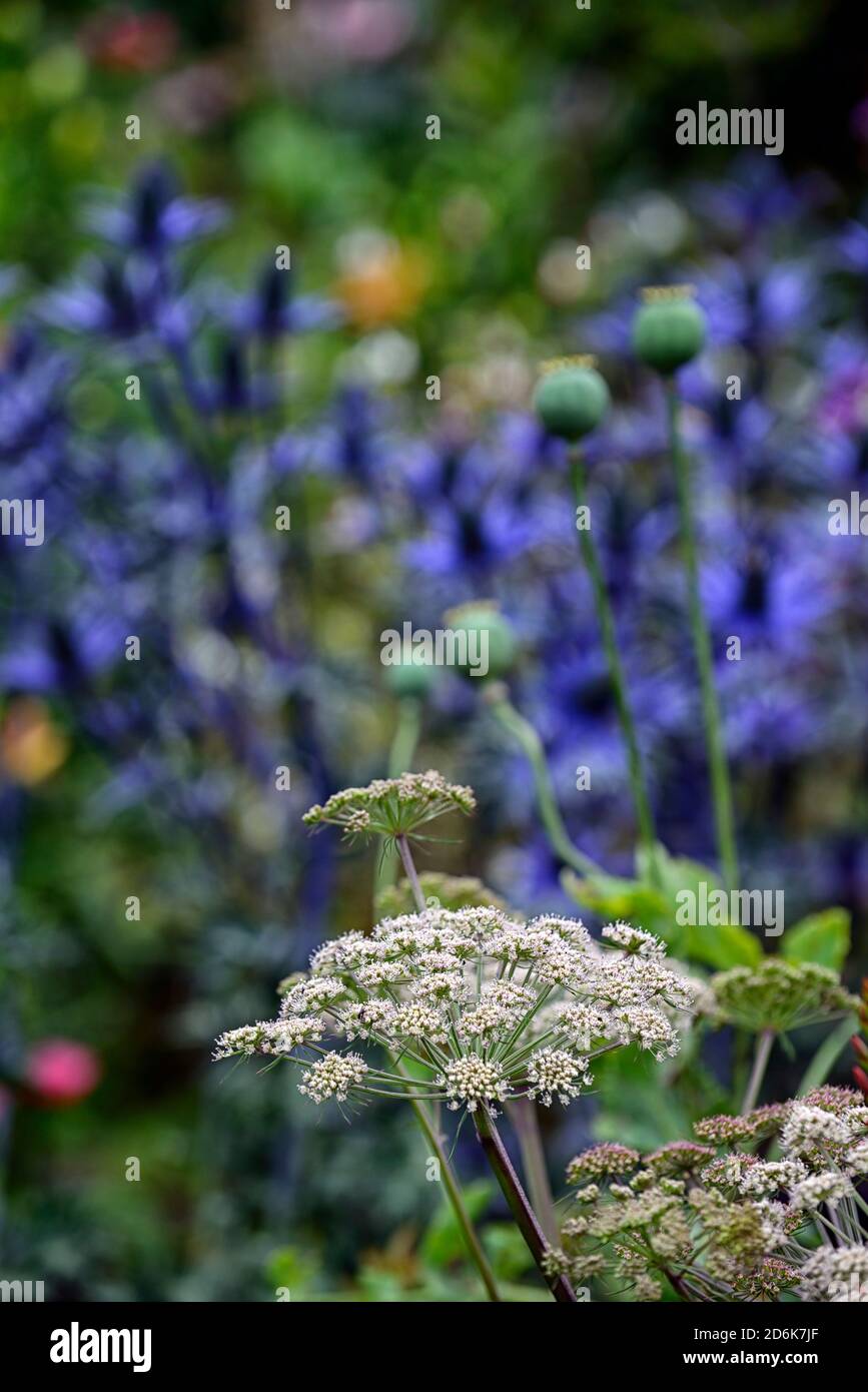 Angelica sylvestris purpurea Vicar’s Mead,Wild angelica,purple stems,eryngium blue flowers, flowers,flowerheads,umbellifer,umbellifers,garden,biennial Stock Photo
