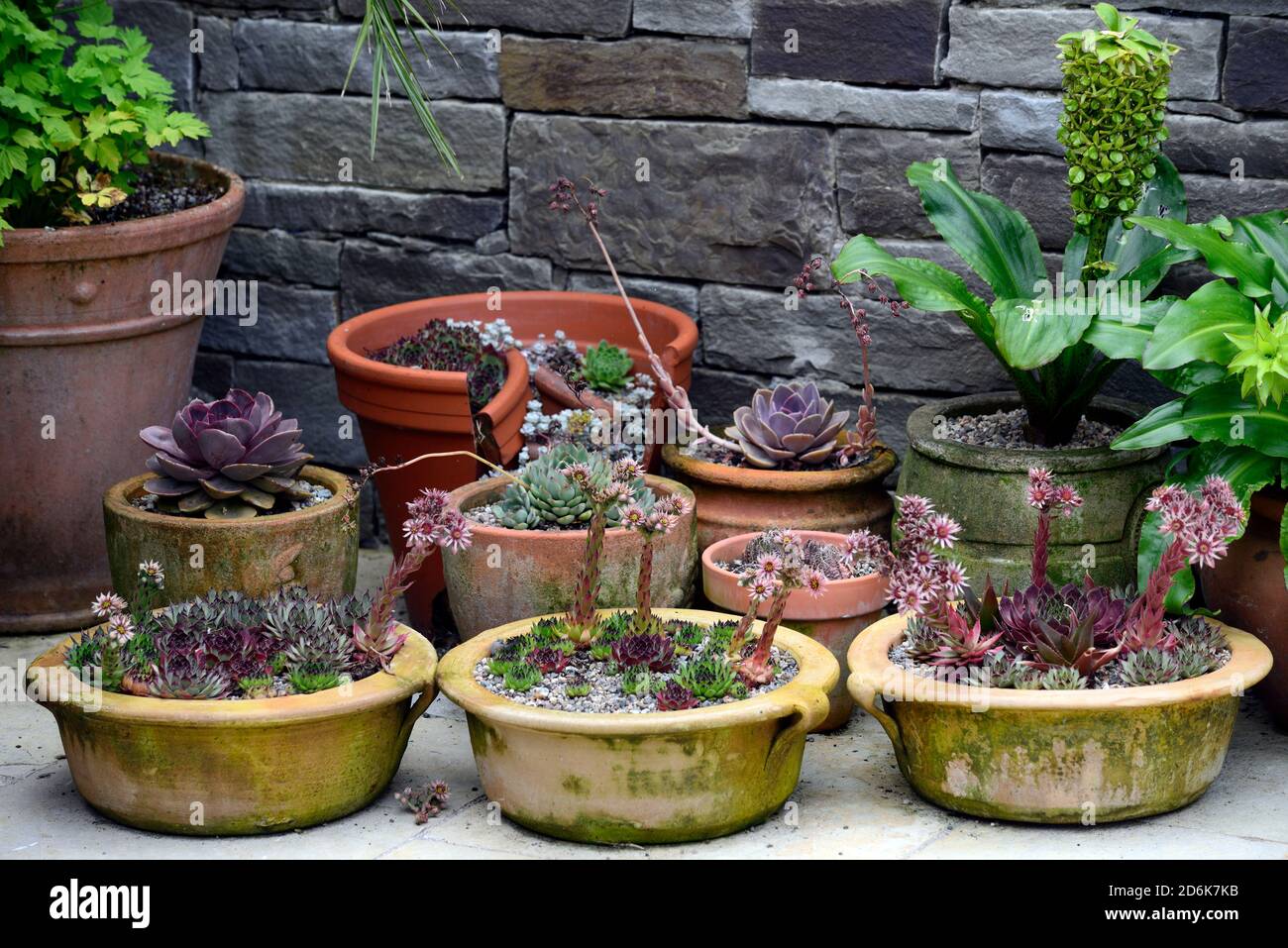 terracotta pots,containers,plant display,echeveria,sempervivum,succulent,succulents,,pots,pot,container gardening,garden,RM Floral Stock Photo