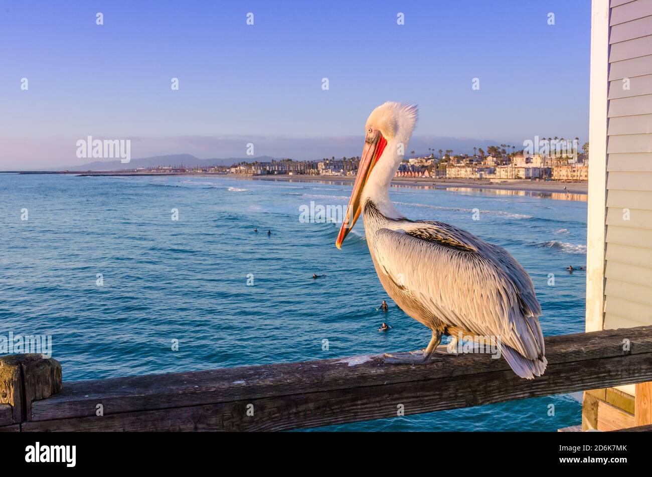 A brown pelican sits on the railing of a fishing pier in Oceanside, California, USA while surfers wait for waves in the waters below and the beach isb Stock Photo