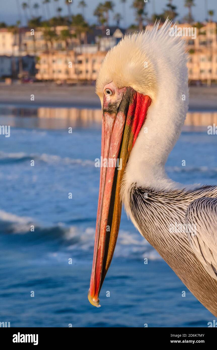 Closeup of brown pelican in Oceanside, California, USA with beach in background Stock Photo