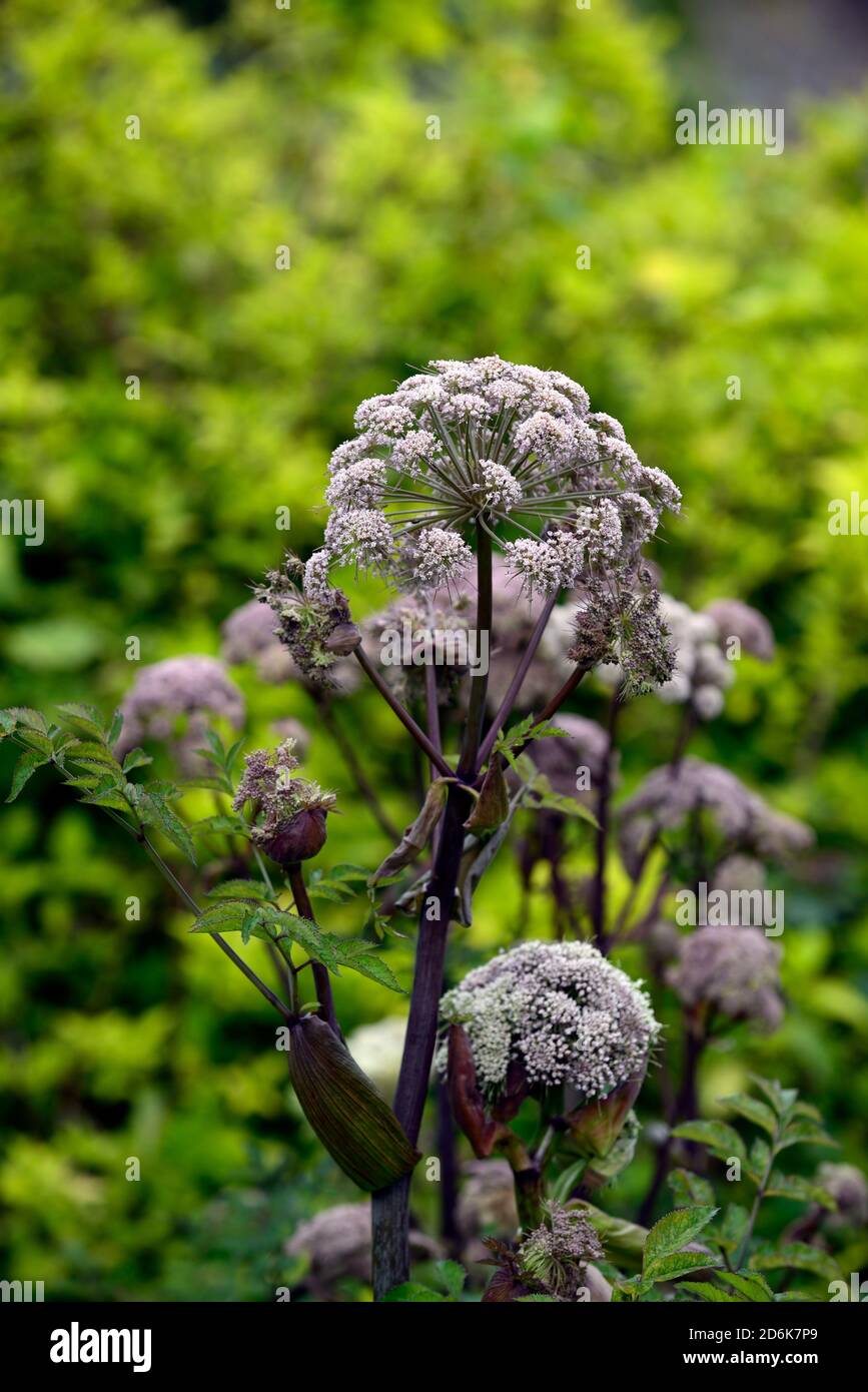 Angelica Sylvestris Vicars Mead Hi Res Stock Photography And Images