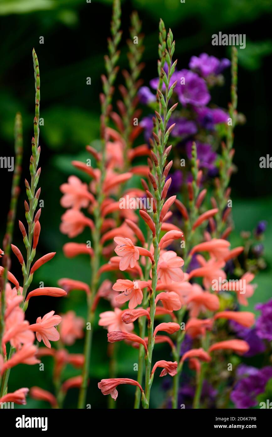 Watsonia pyramidata Peach Glow,Bugle lily,orange,flower,flowers,spike