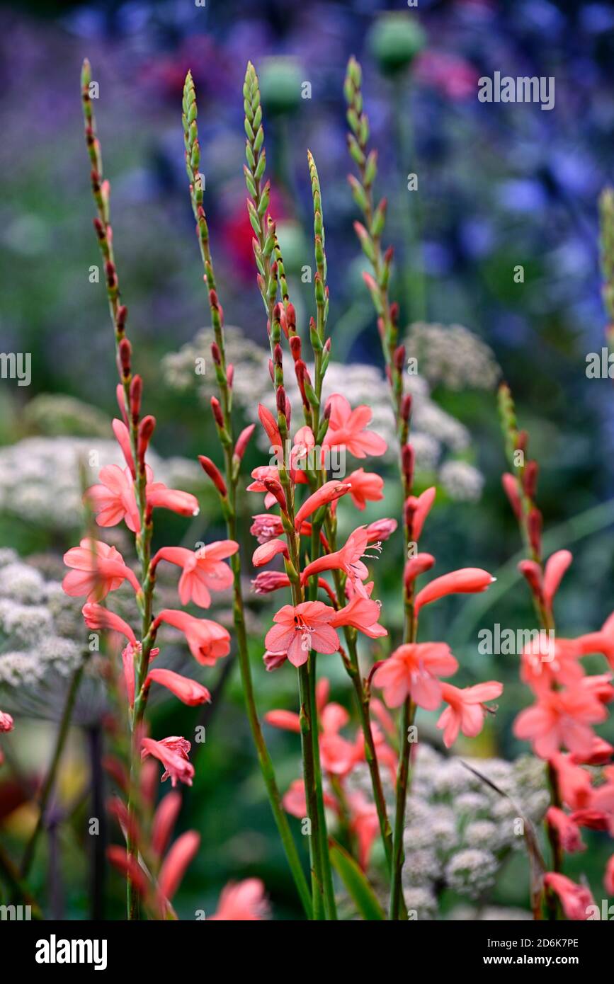 Watsonia Tresco Hybrids,Bugle lily,orange,flower,flowers,spike,spikes,perennial,RM Floral Stock Photo
