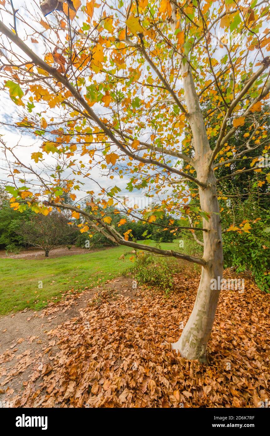 Fall colors on display from a maple tree along a grass walking path through a botanical garden in Autumn. Stock Photo