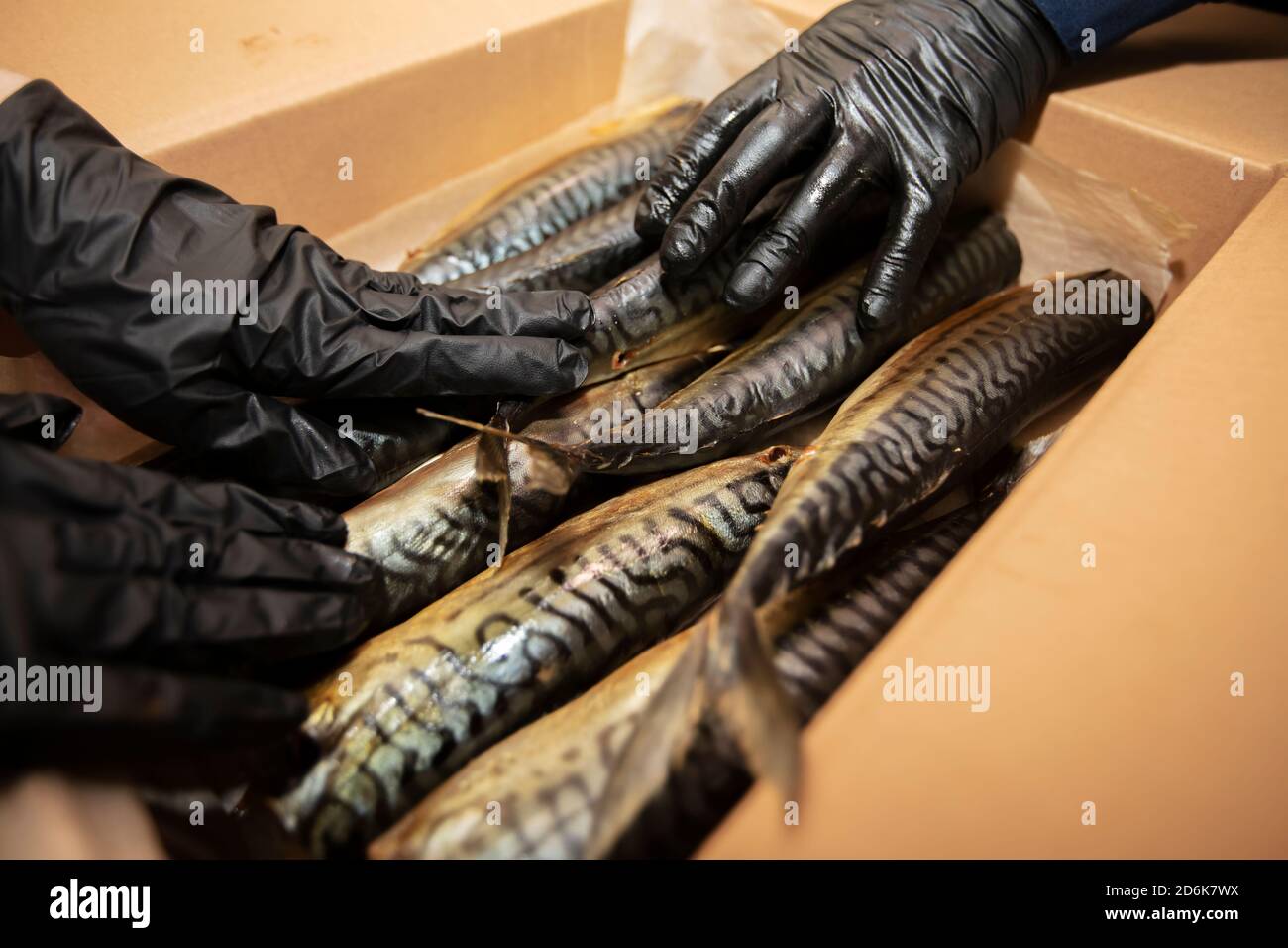 Smoked mackerel in a paper box. Fishing industry. Stock Photo
