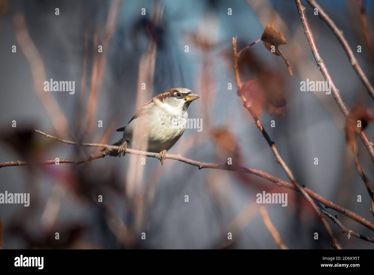 House sparrow (Passer domesticus) sitting in tree branches. Waldviertel, Austria Stock Photo