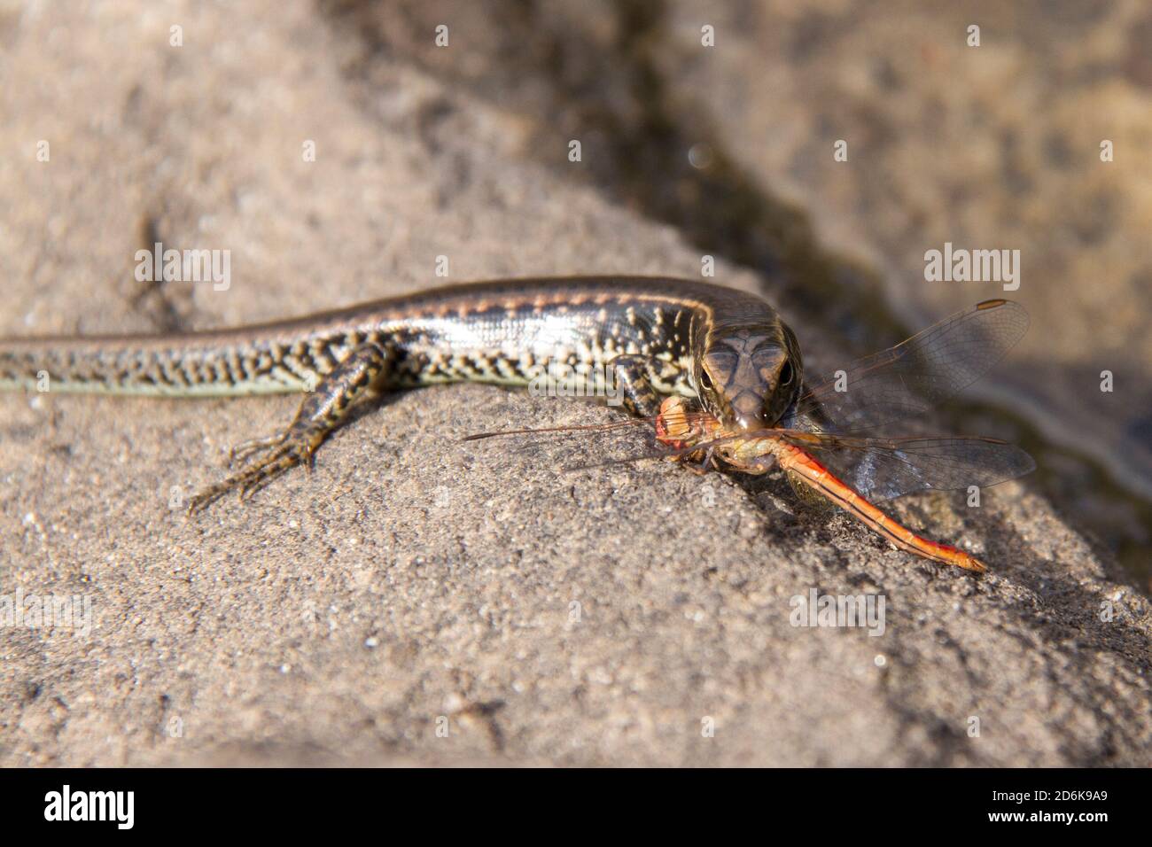 Eastern Water Skink feeding on a red Dragonfly Stock Photo