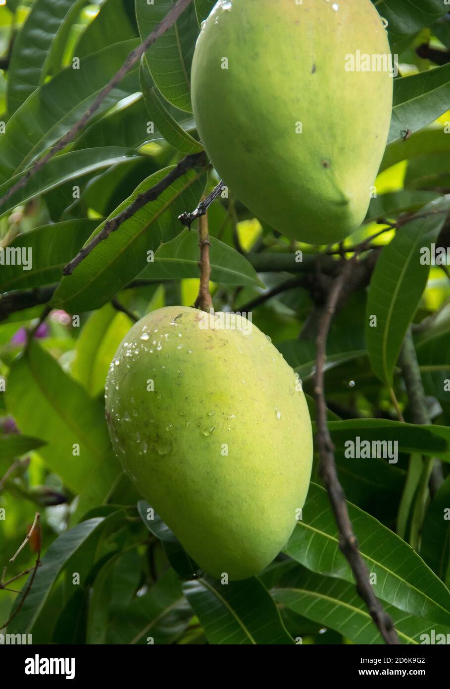Mangos growing on mango tree, in summer, ready to harvest. Private Australian garden in