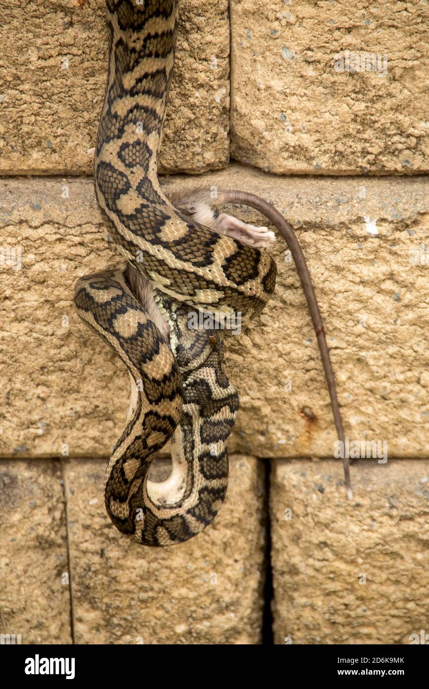 A Carpet Python (Morelia spilota) swallowing its prey - a grassland melomys (rodent) in a private garden in  Queensland, Australia. Stock Photo