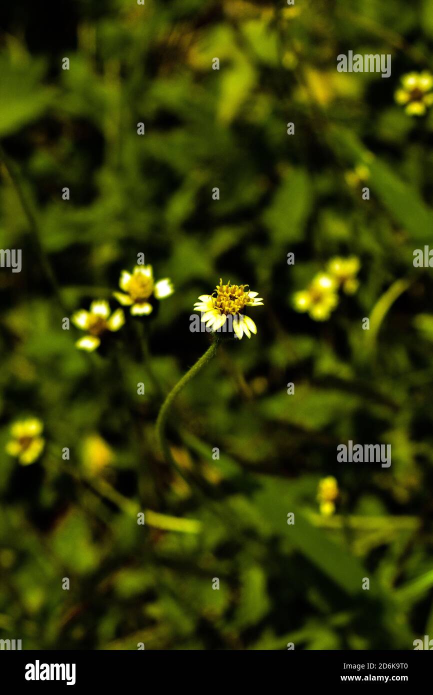 Tridax procumbens yellow flowers in focus with green leaves all around Stock Photo