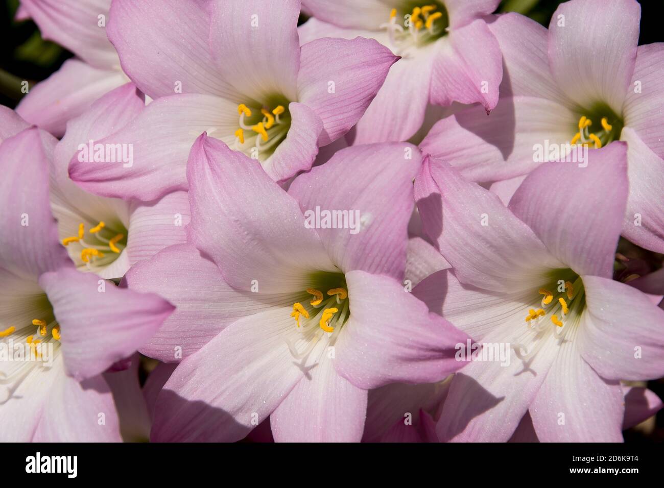 Pink and white rain lily flowers (zephyranthes grandiflora). Bulbs come into flower within hours of rainfall in summer. Australian private garden. Stock Photo