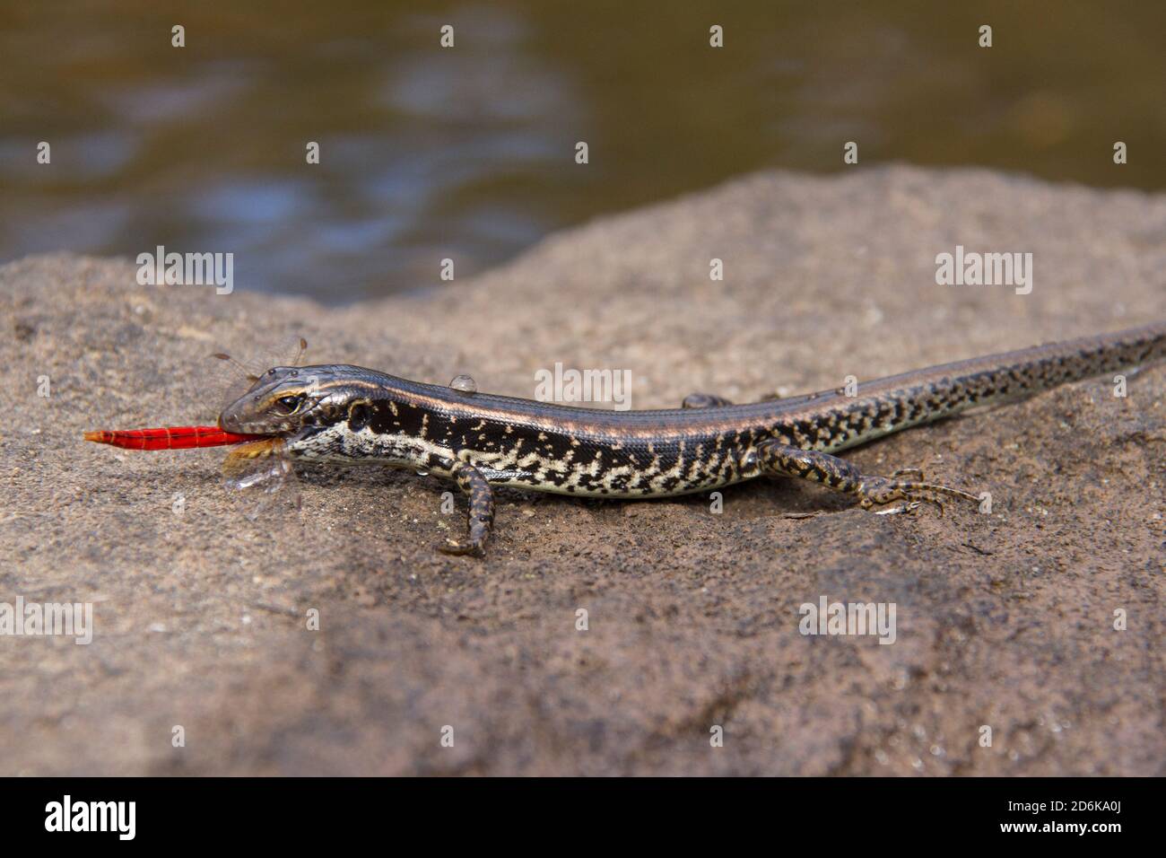 Eastern Water Skink feeding upon a red Dragonfly Stock Photo
