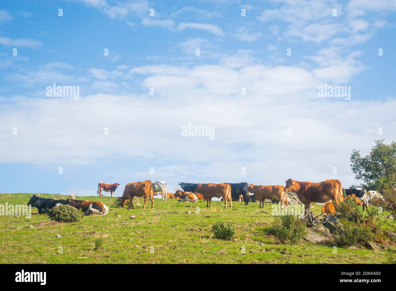 Cows. Sierra Norte Nature Reserve, Guadalajara province, Castilla La Mancha, Spain. Stock Photo