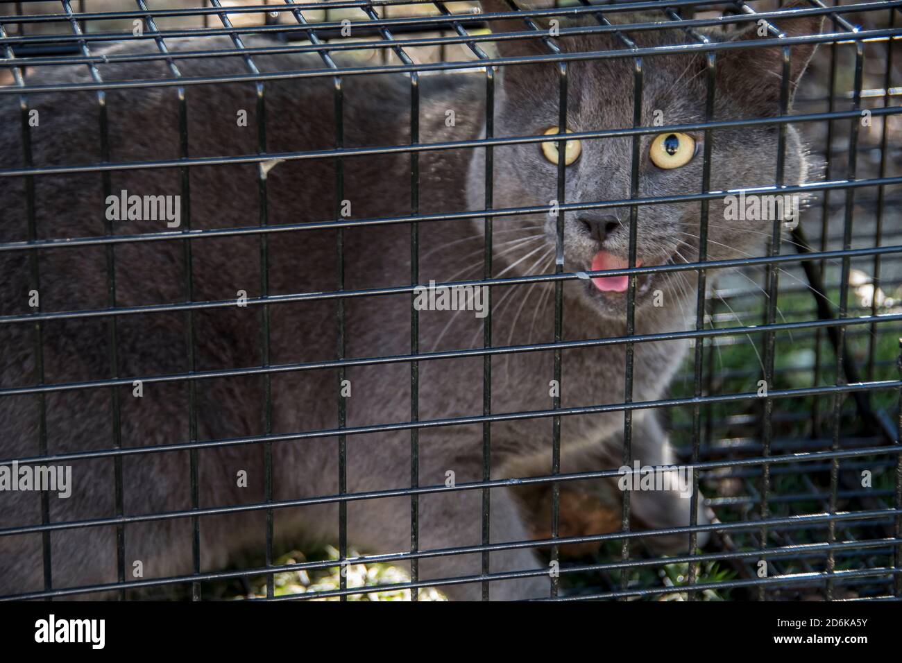 Illegal, feral cat caught in humane cat trap (cage) in Australian bushland in Queensland. One of 23 million. Danger to native wildlife. Stock Photo