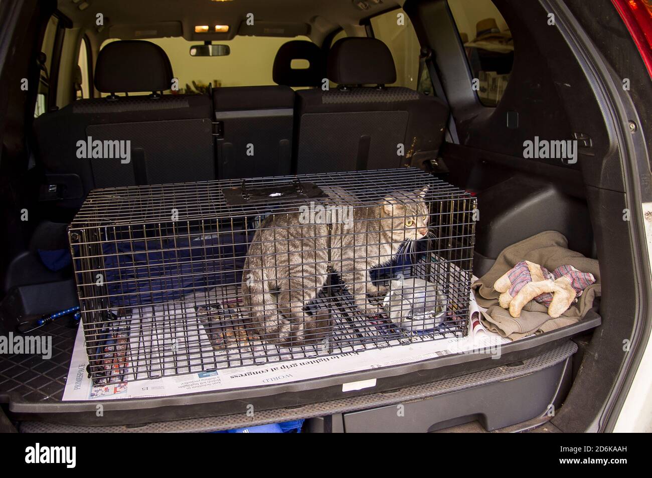Illegal feral cat caught in a humane wire cage trap in Australian bushland. One of 23 million. Danger to native wildlife. Ready for removal. Stock Photo