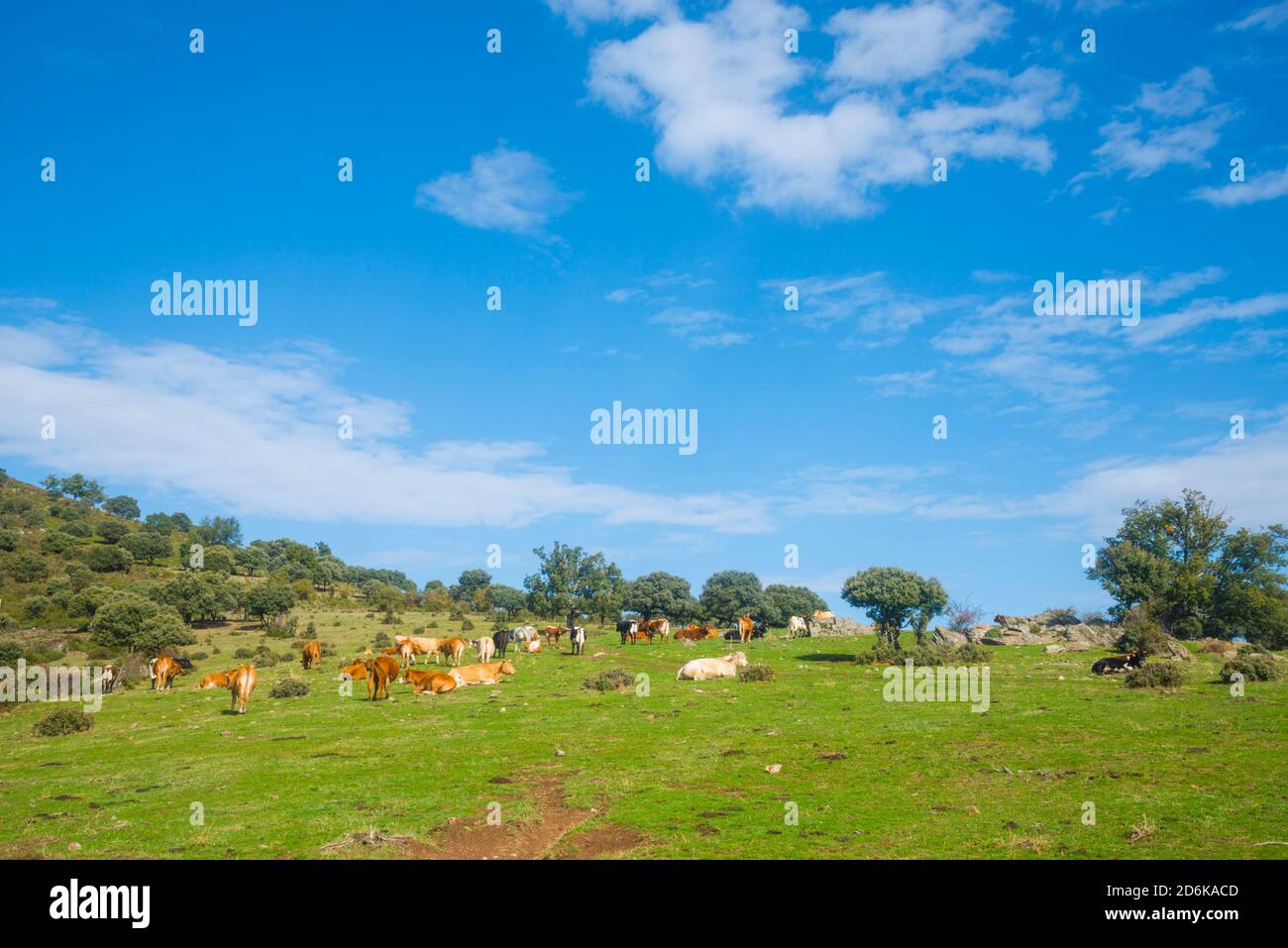 Cows. Sierra Norte Nature Reserve, Guadalajara province, Castilla La Mancha, Spain. Stock Photo