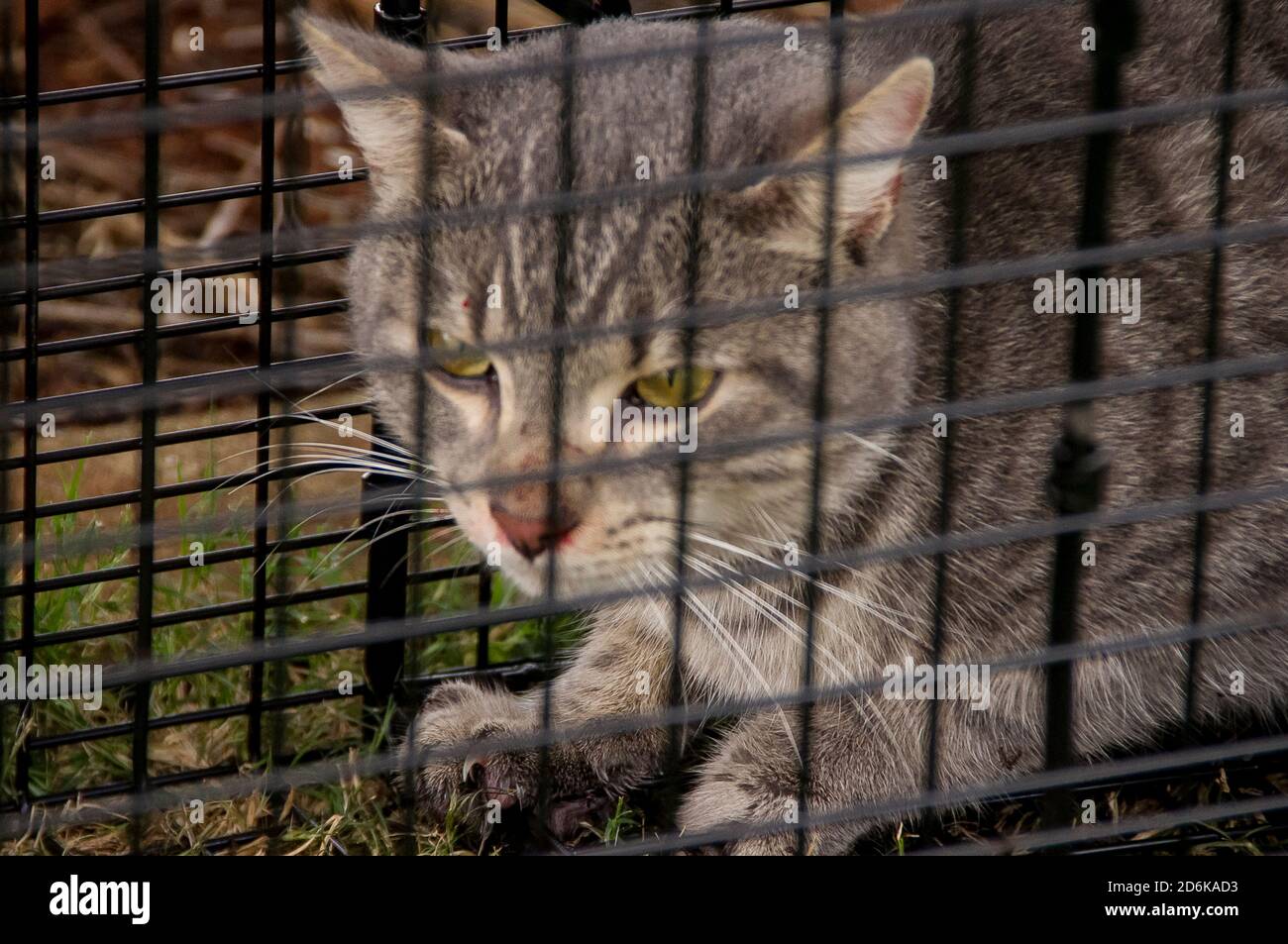 Illegal feral cat caught in a humane wire cage trap in Australian bushland. One of 23 million. Danger to native wildlife. Ready for removal. Stock Photo