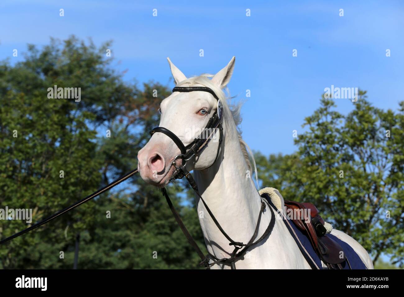 Sporting horse galloping under saddle without rider on show jumping