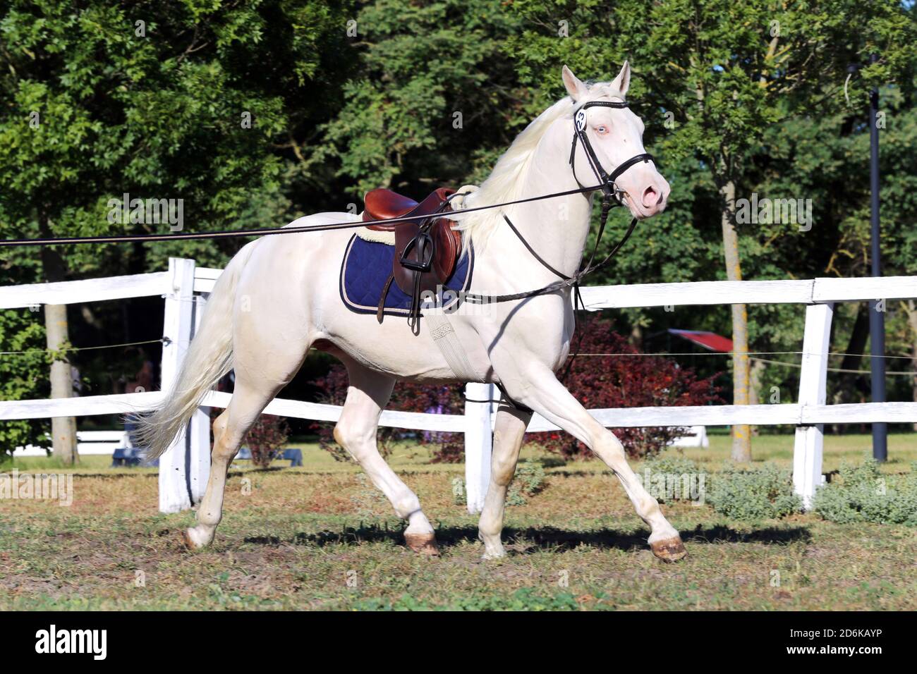 Sporting horse galloping under saddle without rider on show jumping