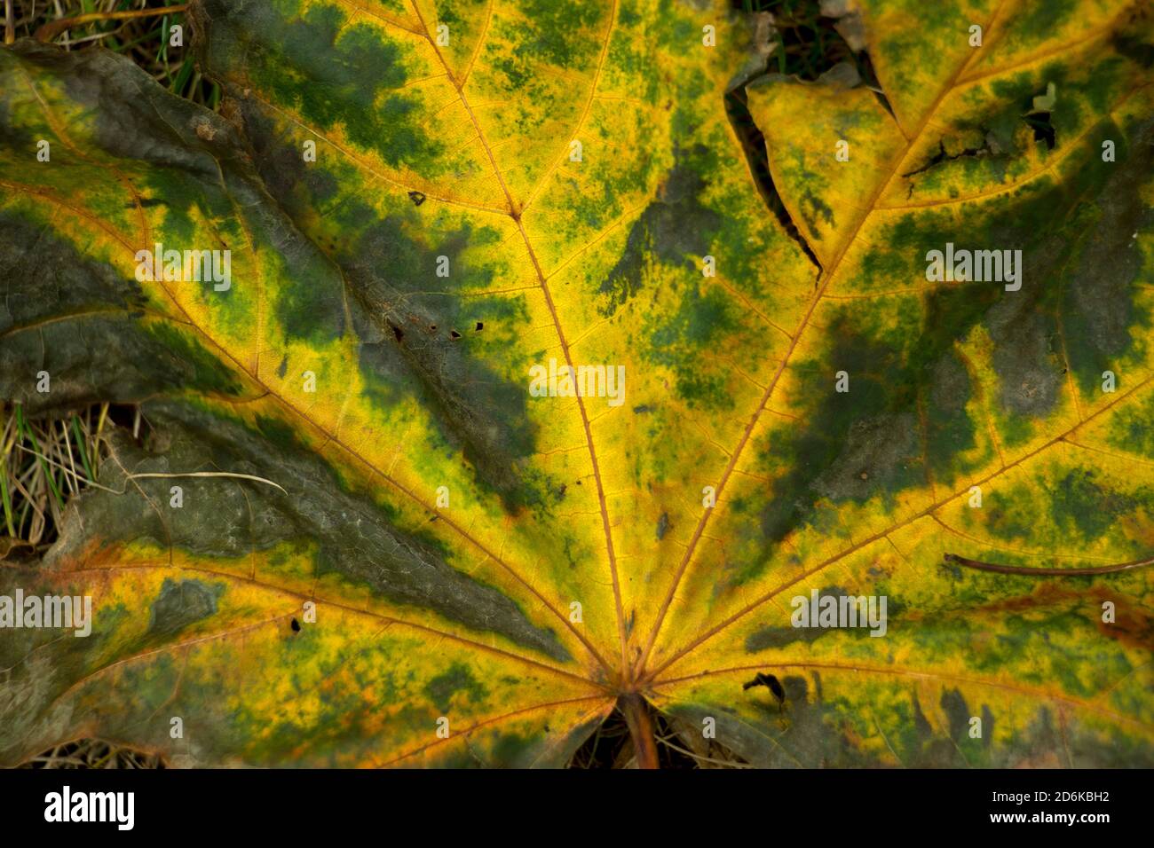 The colours of Fall in a Sycamore leaf. Deciduous trees shed their