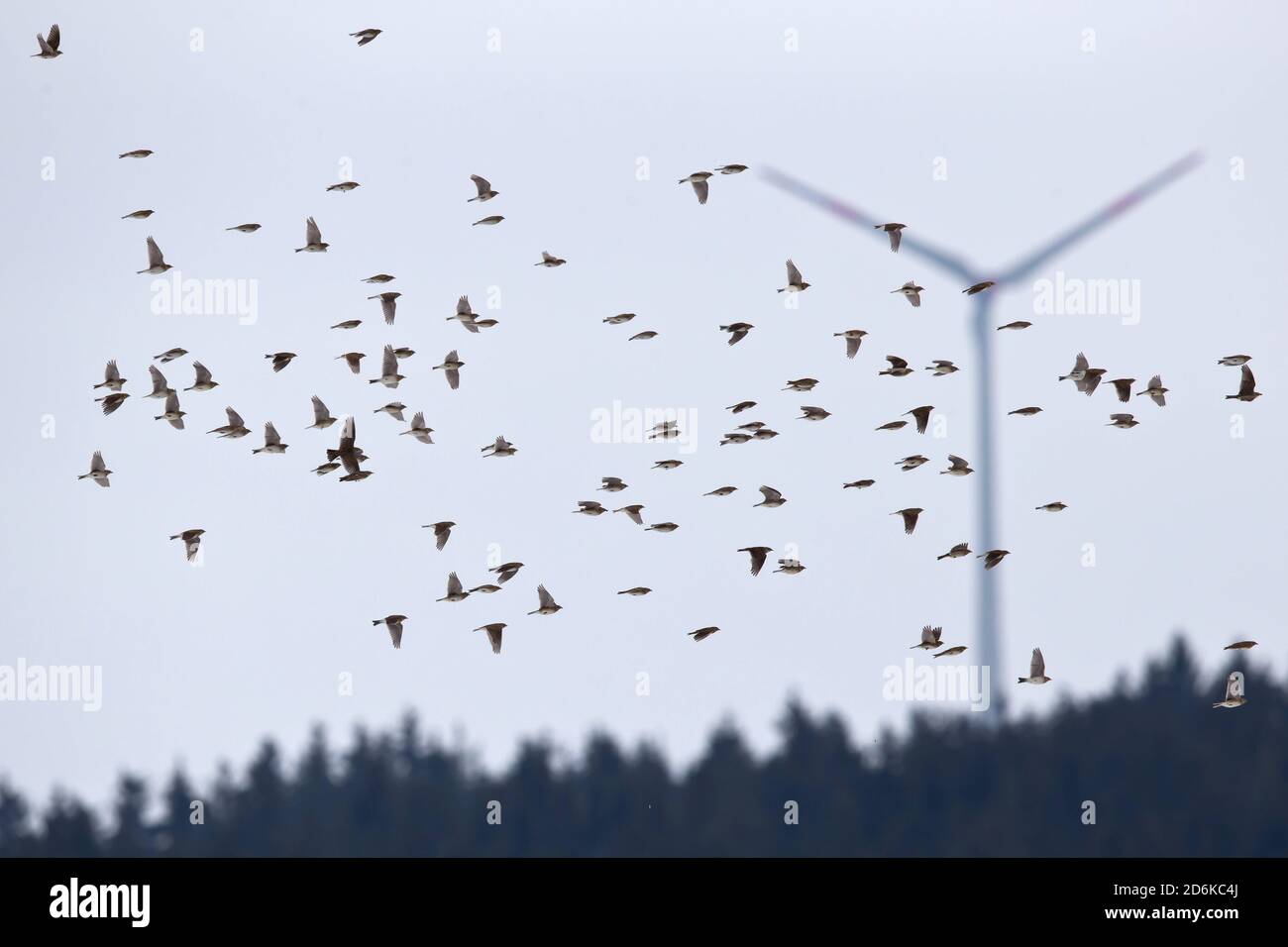 A flock of migrating Skylarks (Alauda arvensis) with a wind turbine in the background Stock Photo