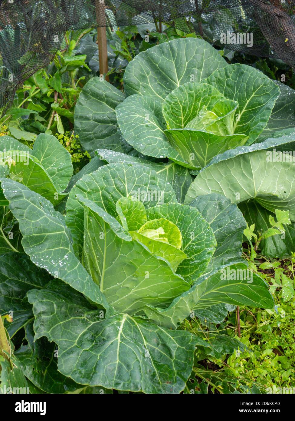 Cabbage, variety Winter Special, raised bed Stock Photo Alamy