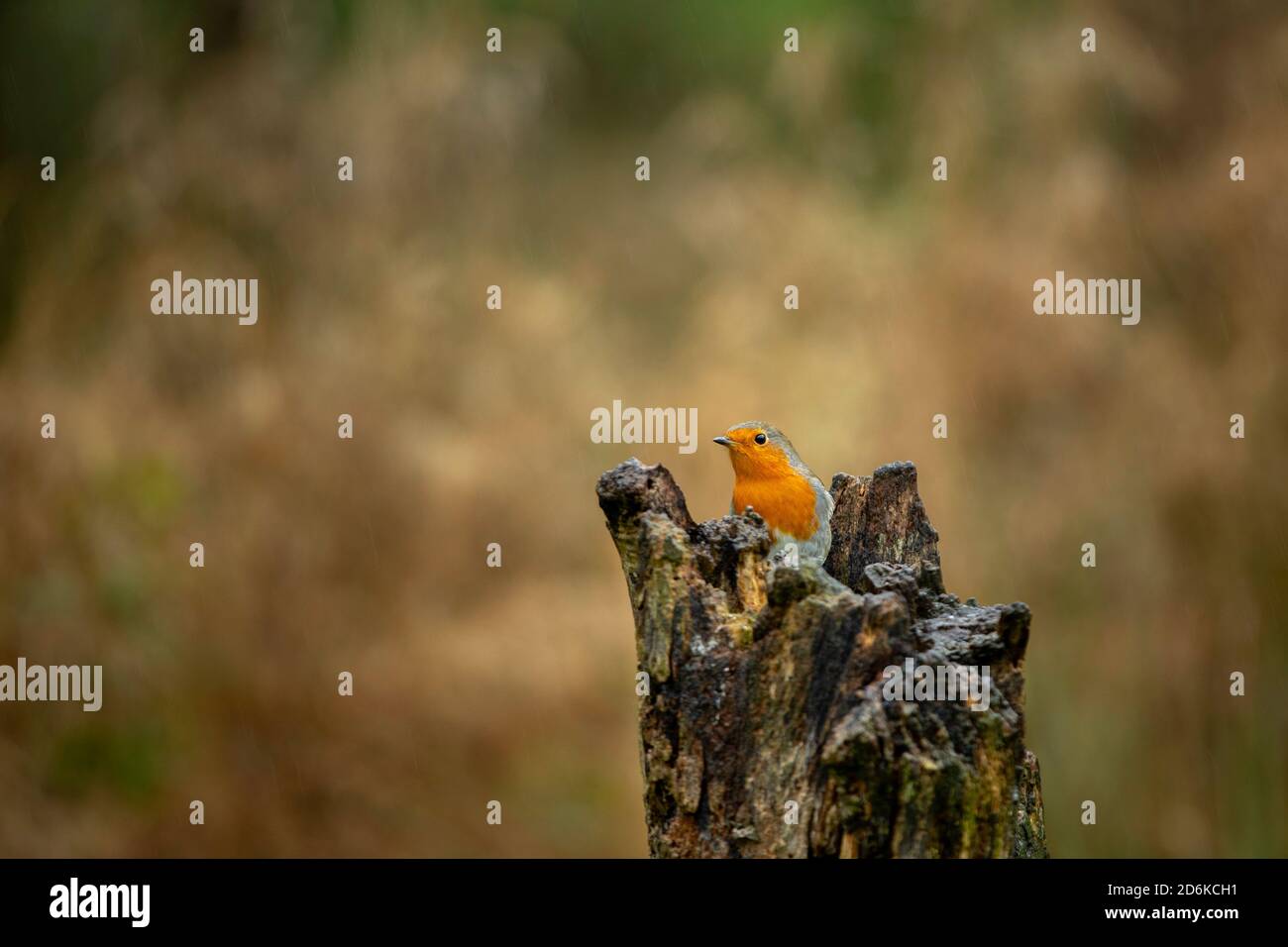 Free robin hi-res stock photography and images - Alamy