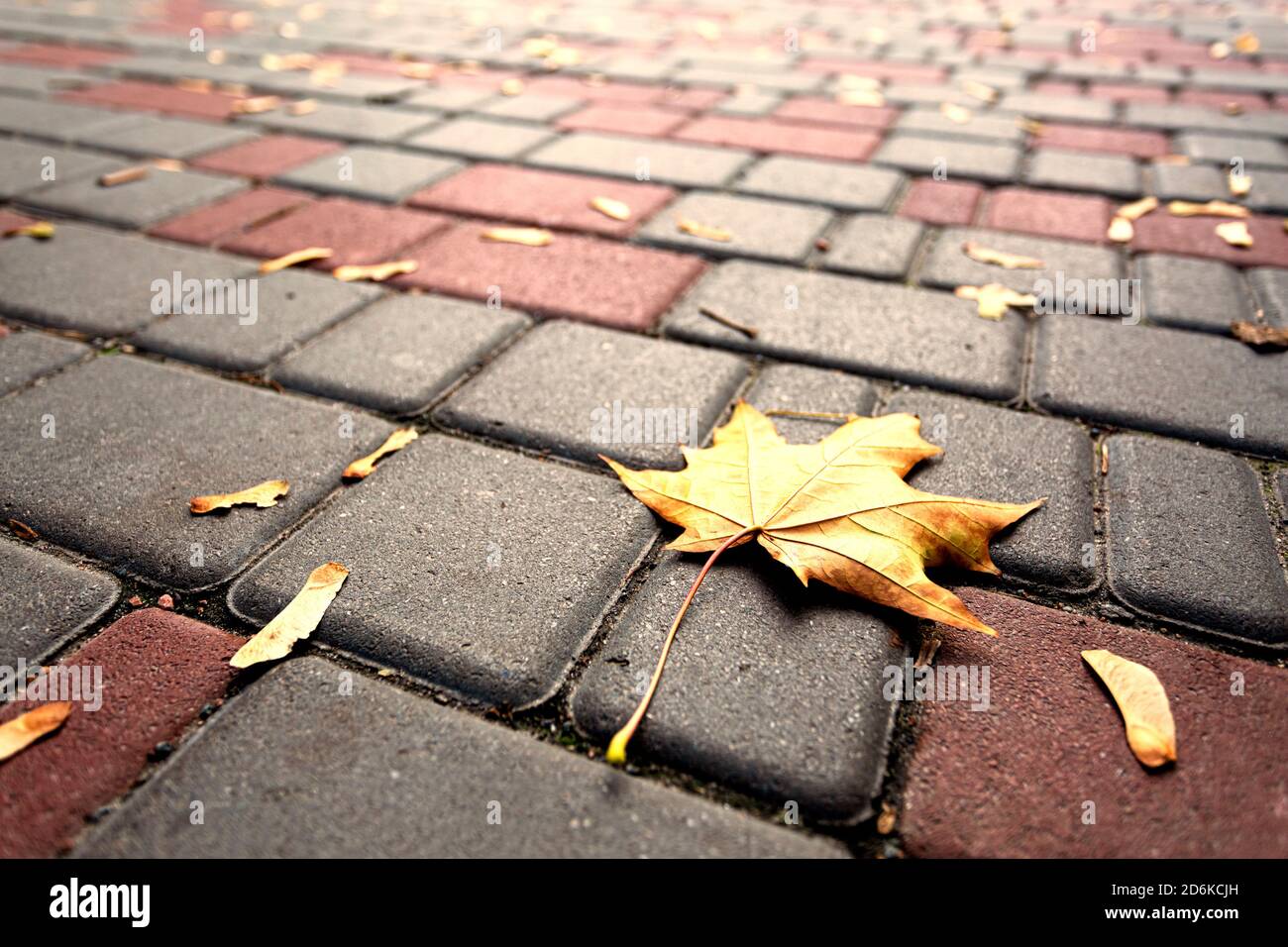 autumn weather a lonely fallen leaf on the asphalt in the city. Autumn concept. copy space Stock Photo