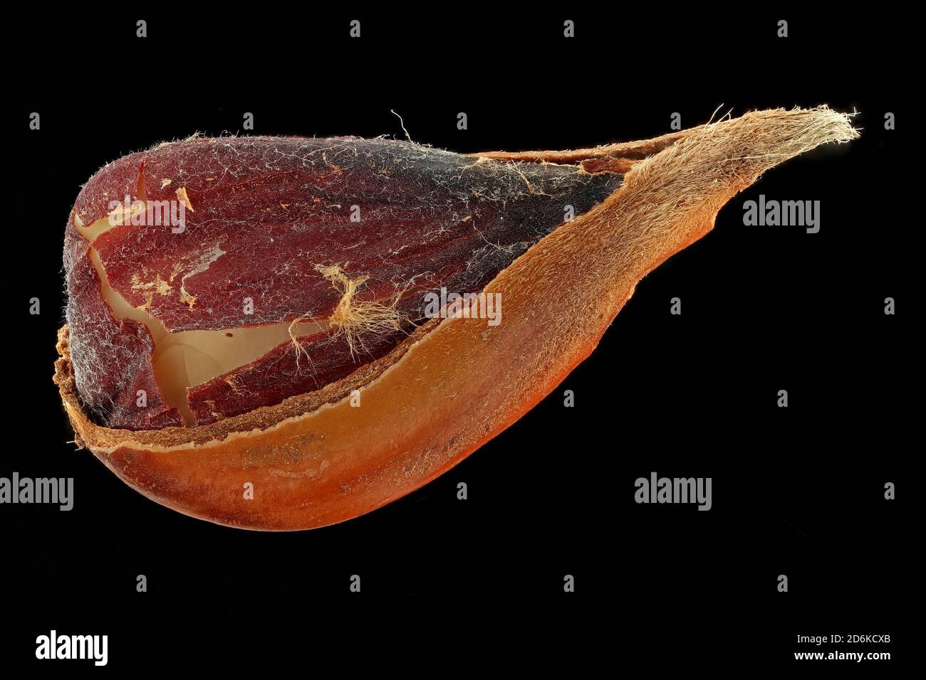 Fagus sylvatica, European beech, Rotbuche, close up, nut with seed Stock Photo