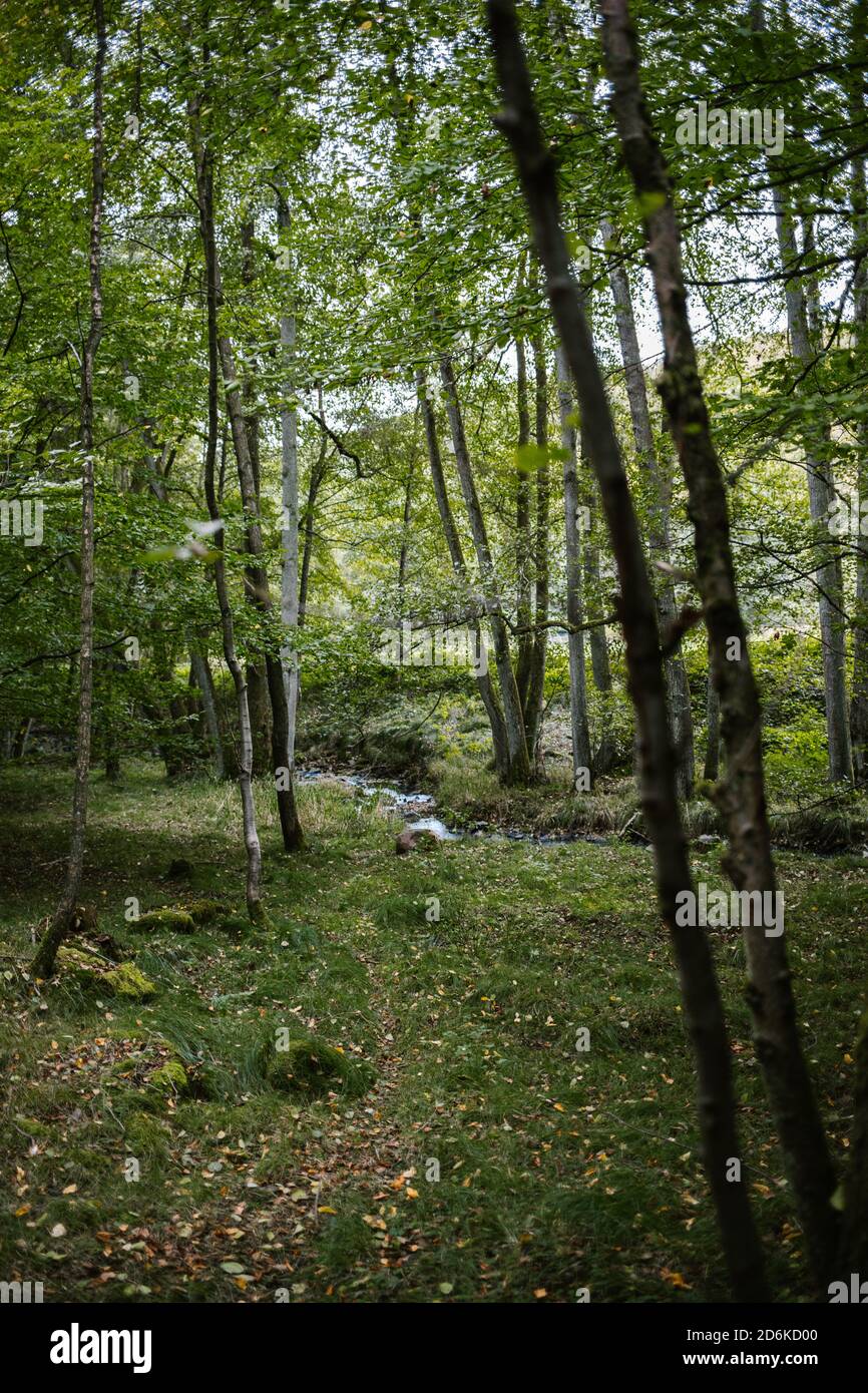 Vertical shot of the tall trees in a forest captured during the daytime ...