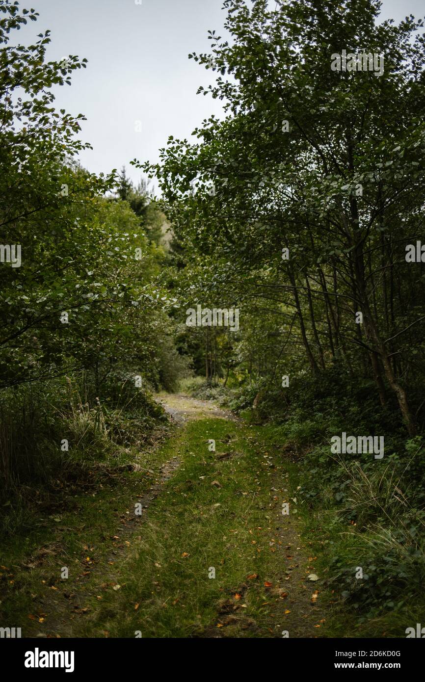 Vertical shot of the tall trees in a forest captured during the daytime ...