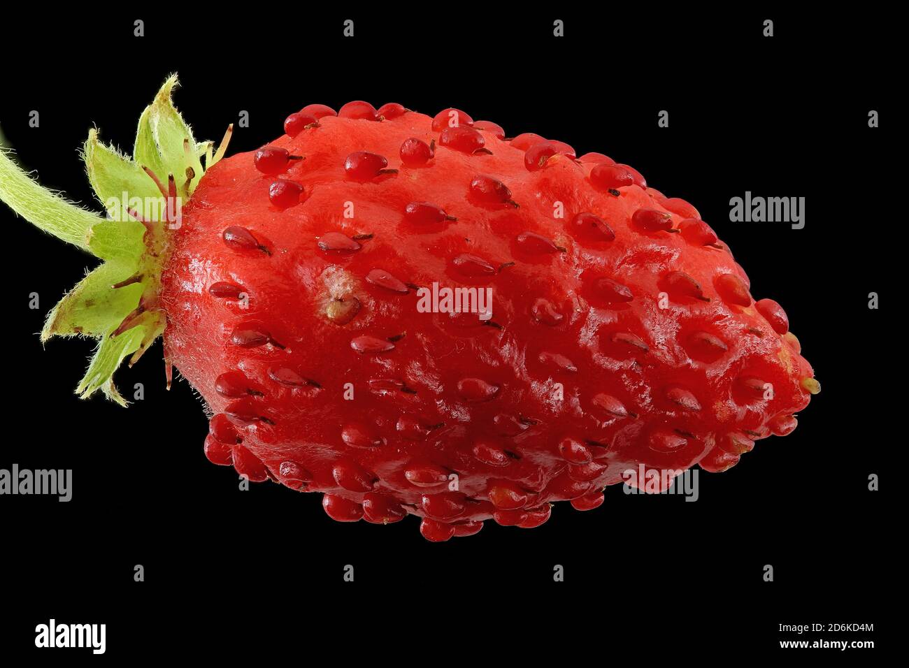 Fragaria vesca, Wild strawberry, Wald-Erdbeere, close up, fruit Stock Photo