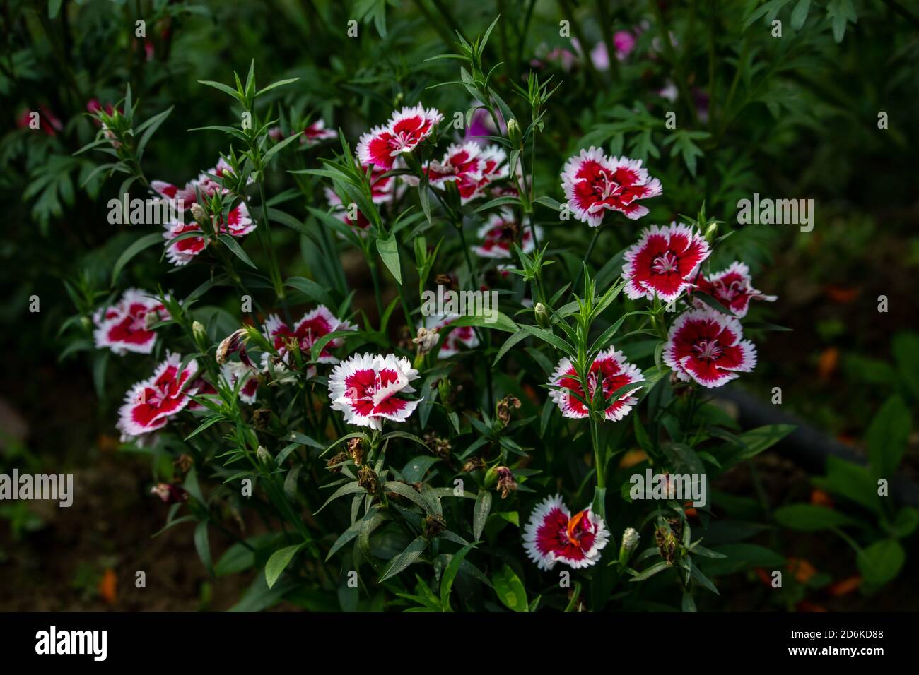 White and red Dianthus Chinensis or China Pink flowers. White cycle made the flowers more attractive. Stock Photo