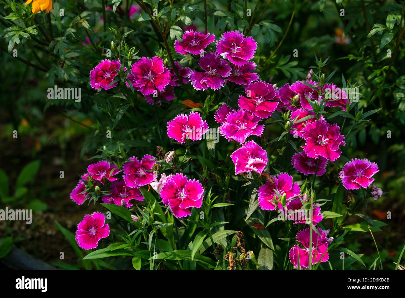 Pink Dianthus Chinensis or China Pink flowers in a garden. The background is full of green leaves Stock Photo