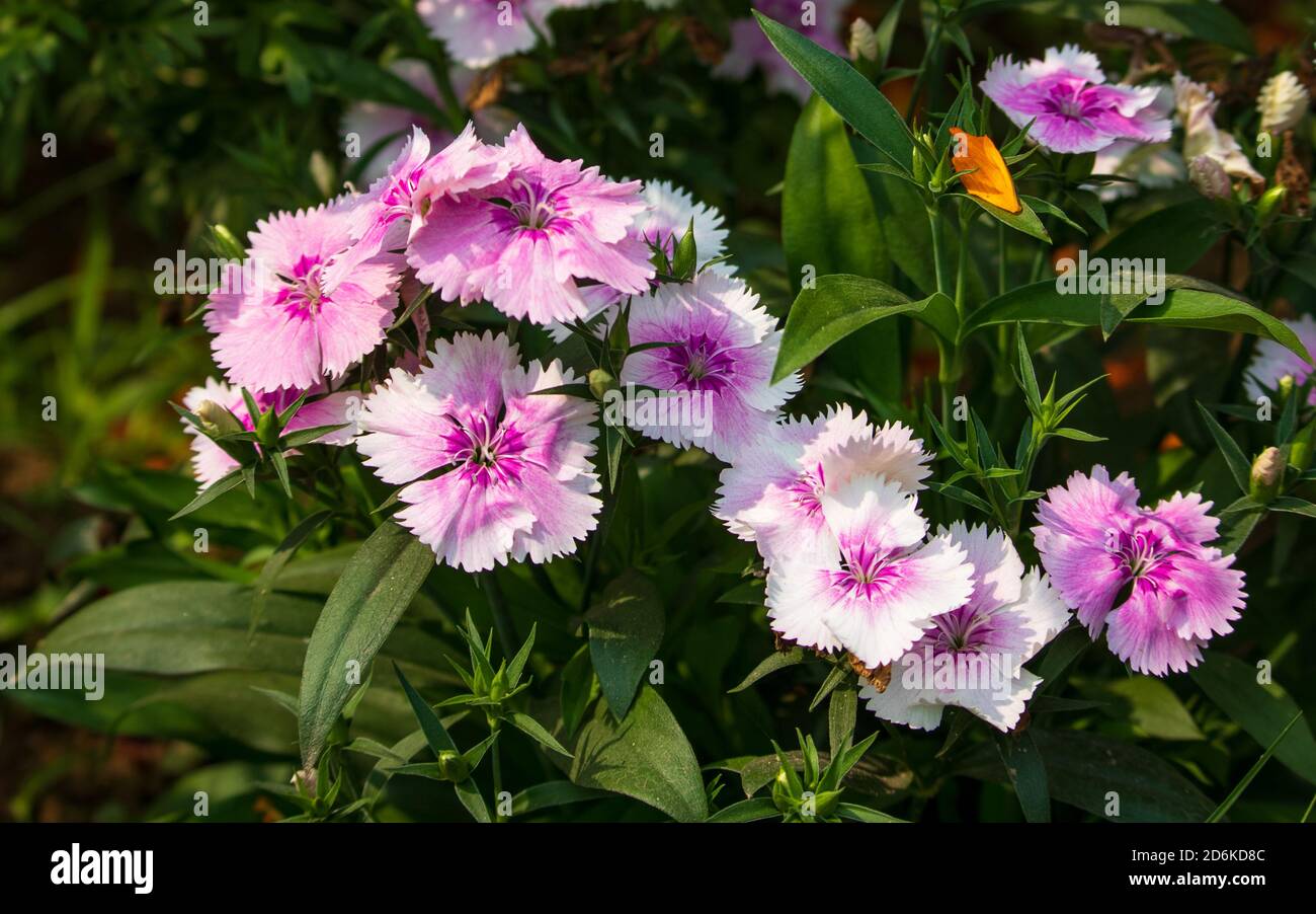 White Dianthus Chinensis or China Pink flowers in a garden. flowers are white and the center of flowers are pink. Stock Photo