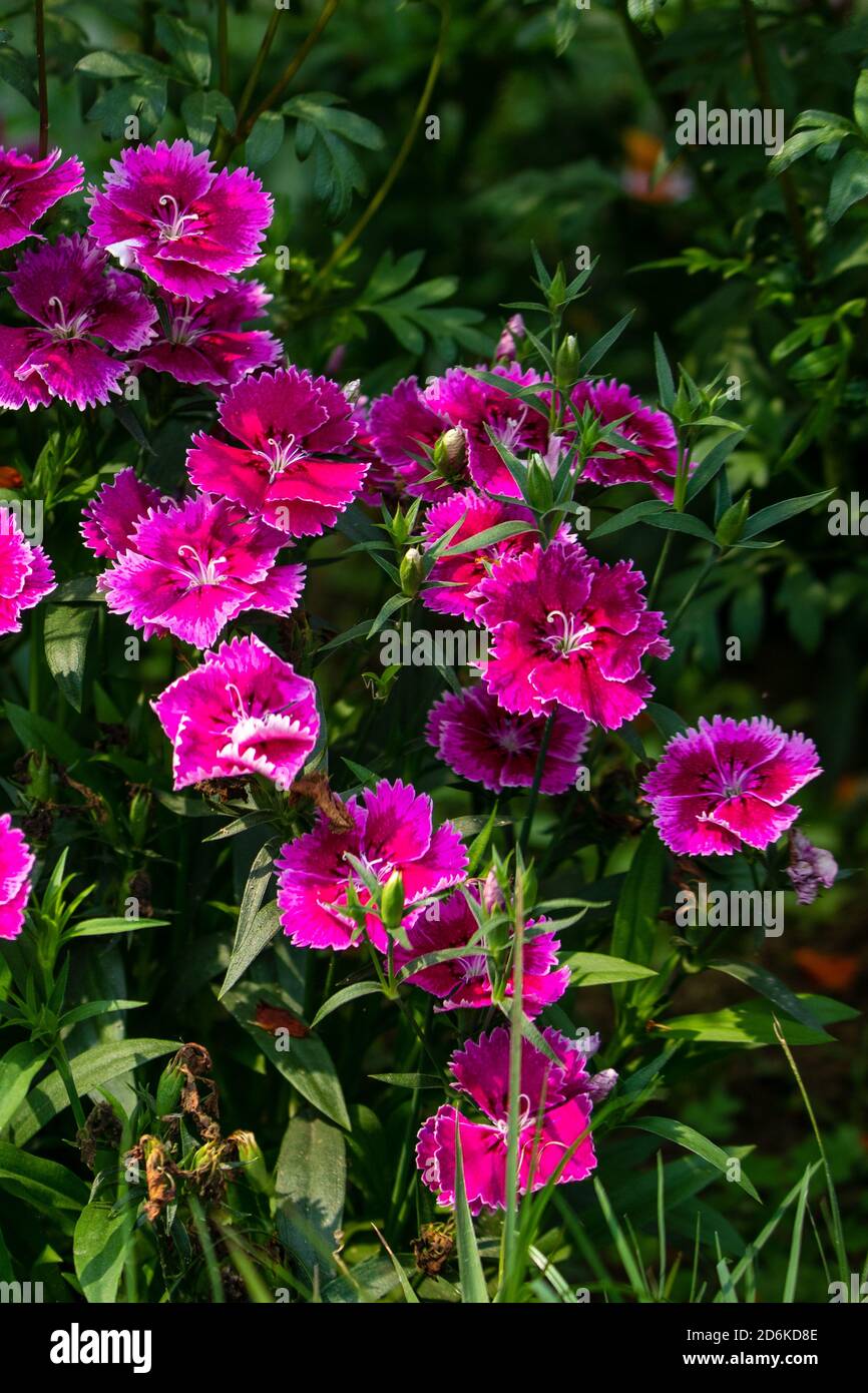 Pink Dianthus Chinensis or China Pink flowers in a garden. The background is full of green leaves Stock Photo