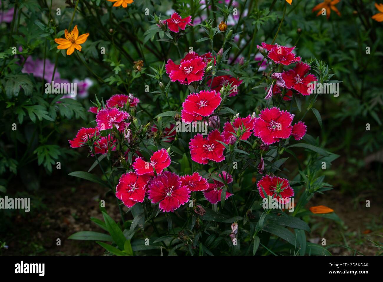 Red Dianthus Chinensis or China Pink flowers in a garden. The background is full of green leaves Stock Photo