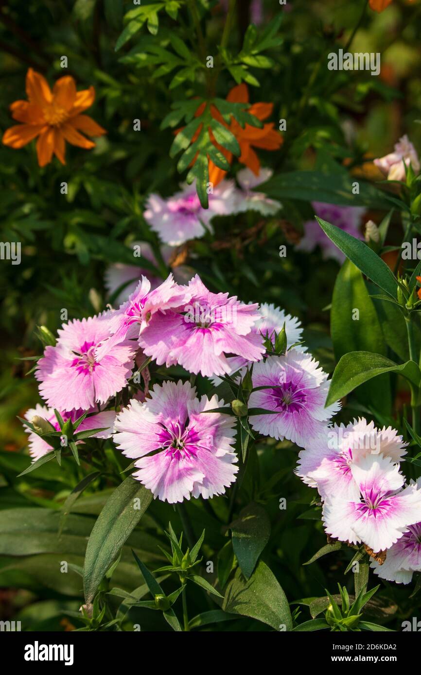 White Dianthus Chinensis or China Pink flowers in a garden. flowers are white and the center of flowers are pink. Stock Photo