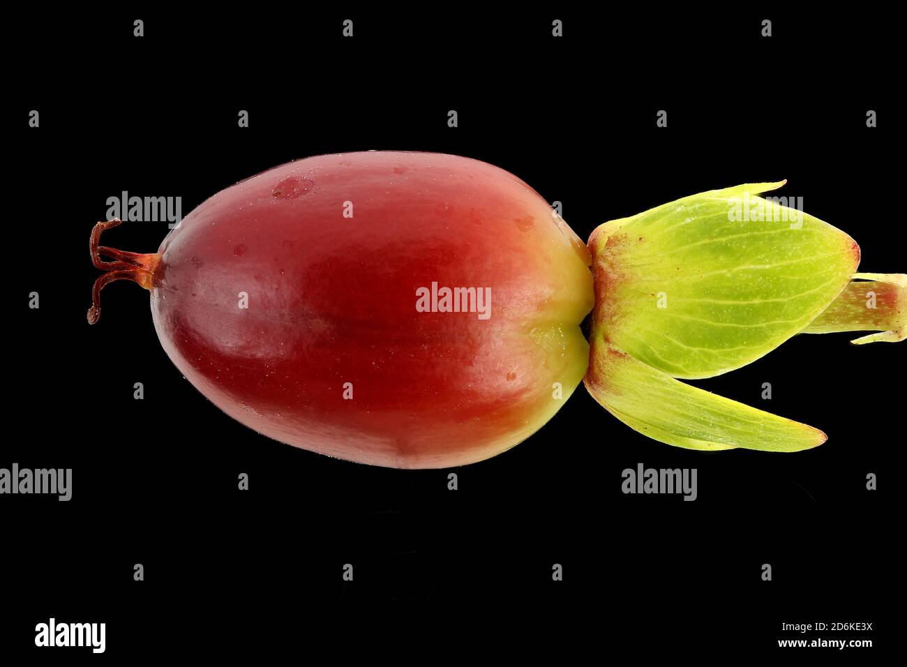 Hypericum androsaemum, Tutsan, Blut-Johanniskraut, close up, fruit Stock Photo