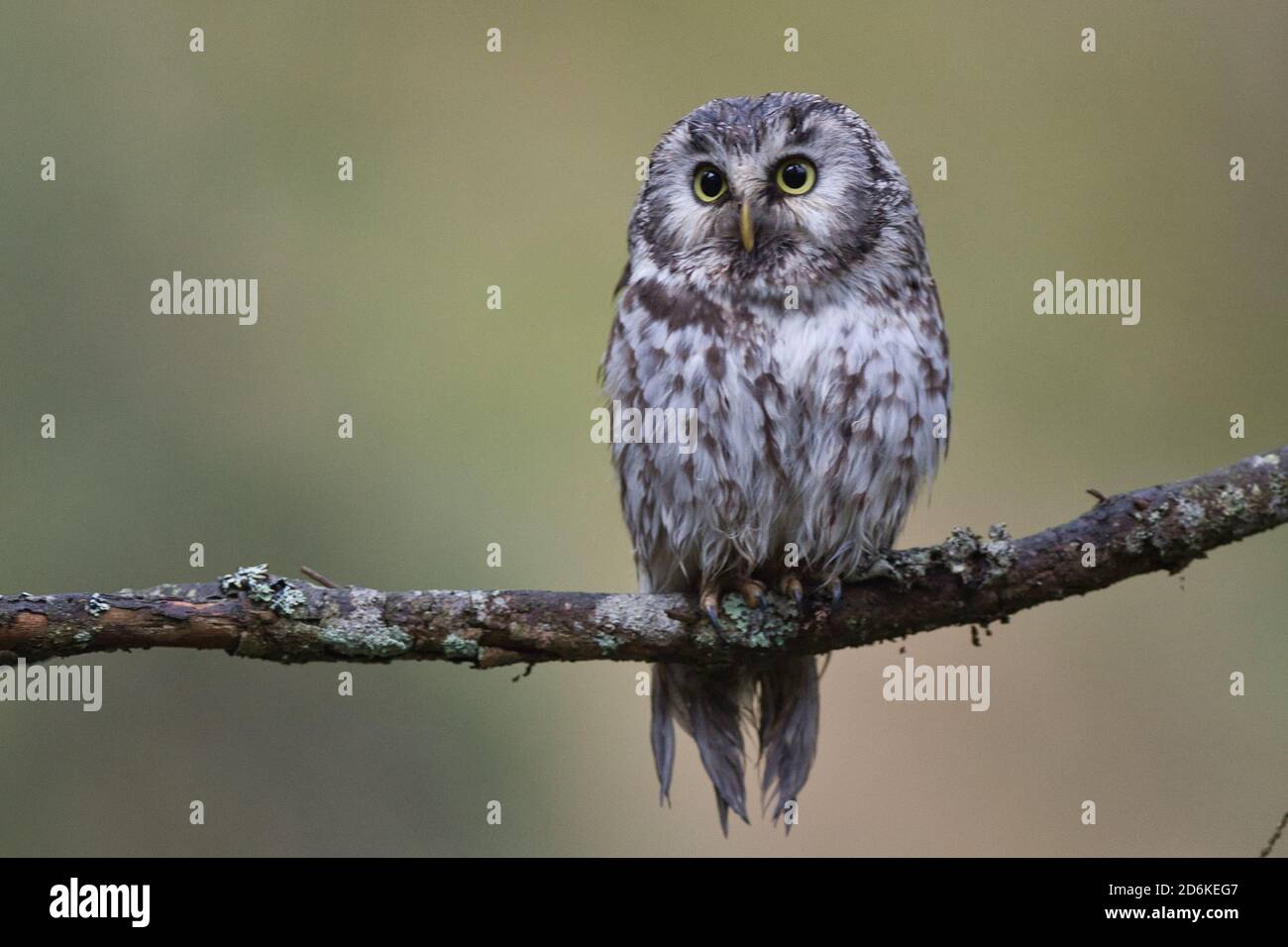 Eule, Kauz, Vogel, Bird, Aegolius funereus, Rauhfusskauz, Boreal owl, owl,  predator, hunter, fauna Stock Photo - Alamy