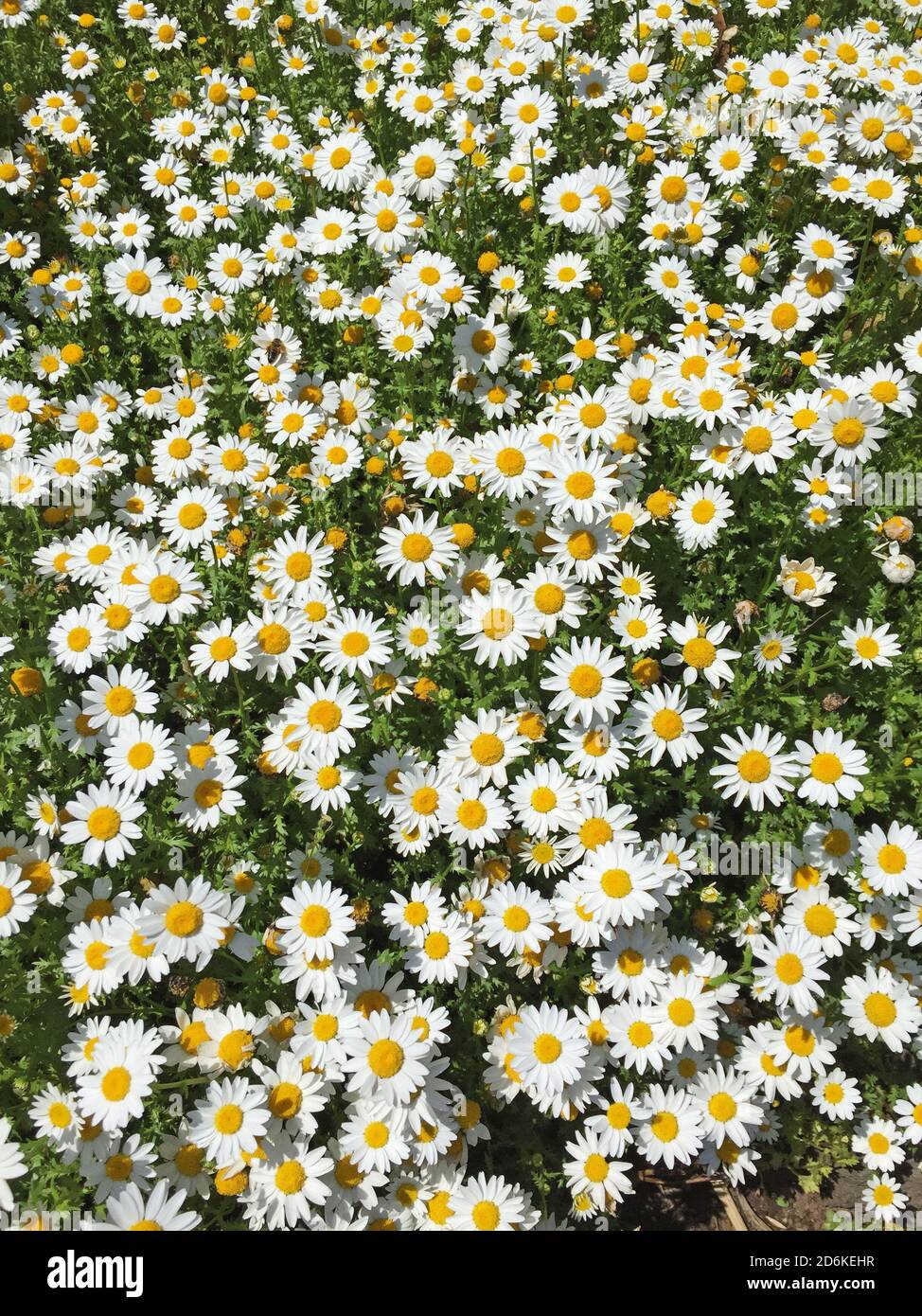 Daisy farm hi-res stock photography and images - Alamy