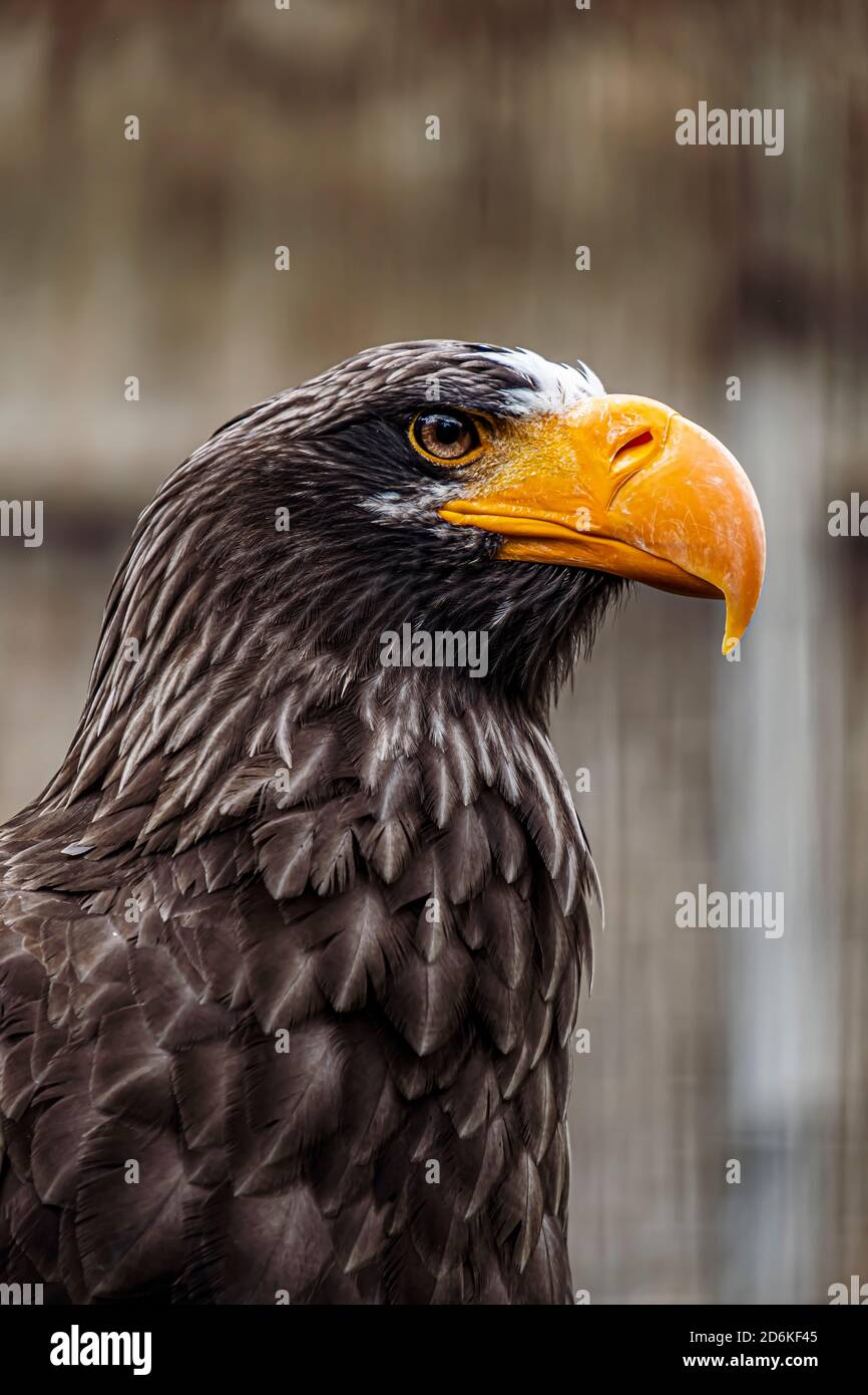 Portrait of a Steller Sea Eagle Stock Photo