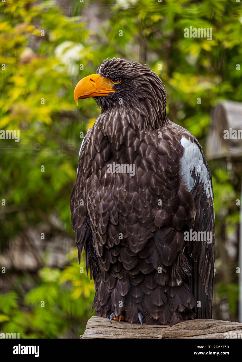 Portrait of a Steller Sea Eagle Stock Photo
