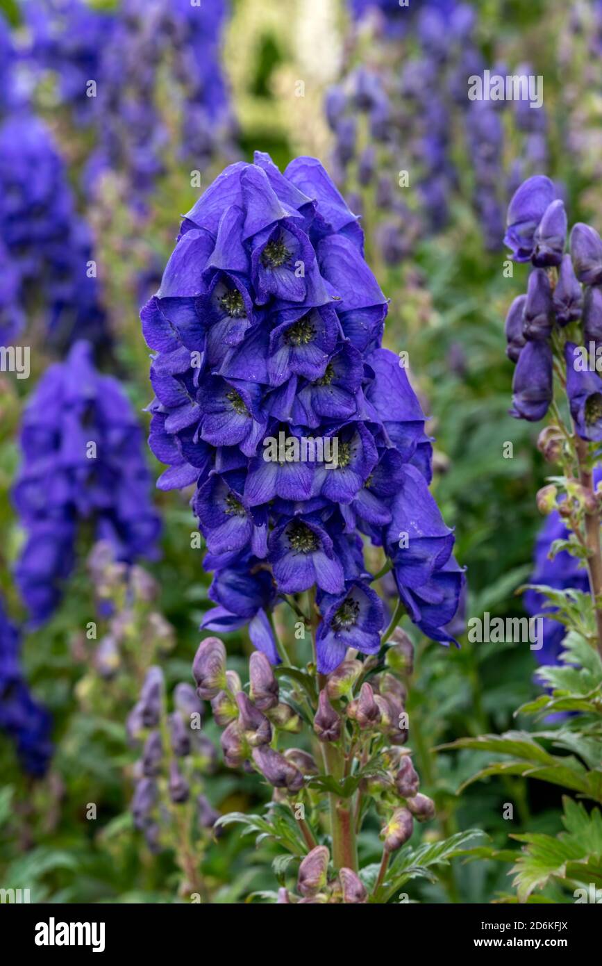 Aconitum carmichaelii a summer autumn blue purple flower which is a fall herbaceous perennial plant commonly known as wolfsbane or Chinese aconite sto Stock Photo