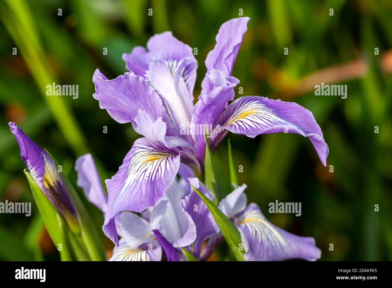 Iris douglasiana a common springtime purple blue bulbous flower which ...