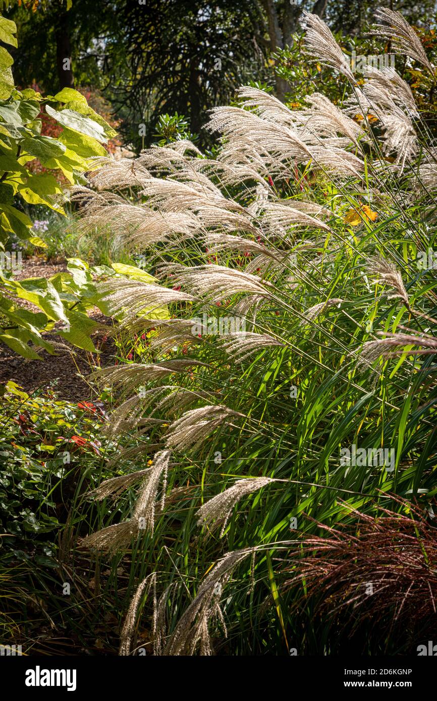Ornamental Grass Garden at Knoll Gardens, Dorset, England Stock Photo